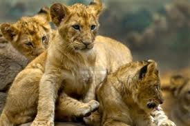 cuccioli leone