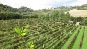 Azienda viticola